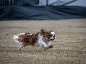 Coursing