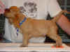 022305RubyMale.jpg (818246 bytes)
