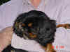 032305BnTGirl12wks 003.jpg (149550 bytes)