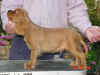 032305RubyBoy12wks 001.jpg (901865 bytes)