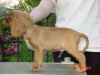 032305RubyBoy12wks.jpg (122378 bytes)