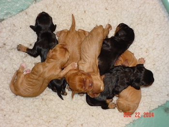 chasexdarbypuppiesRight