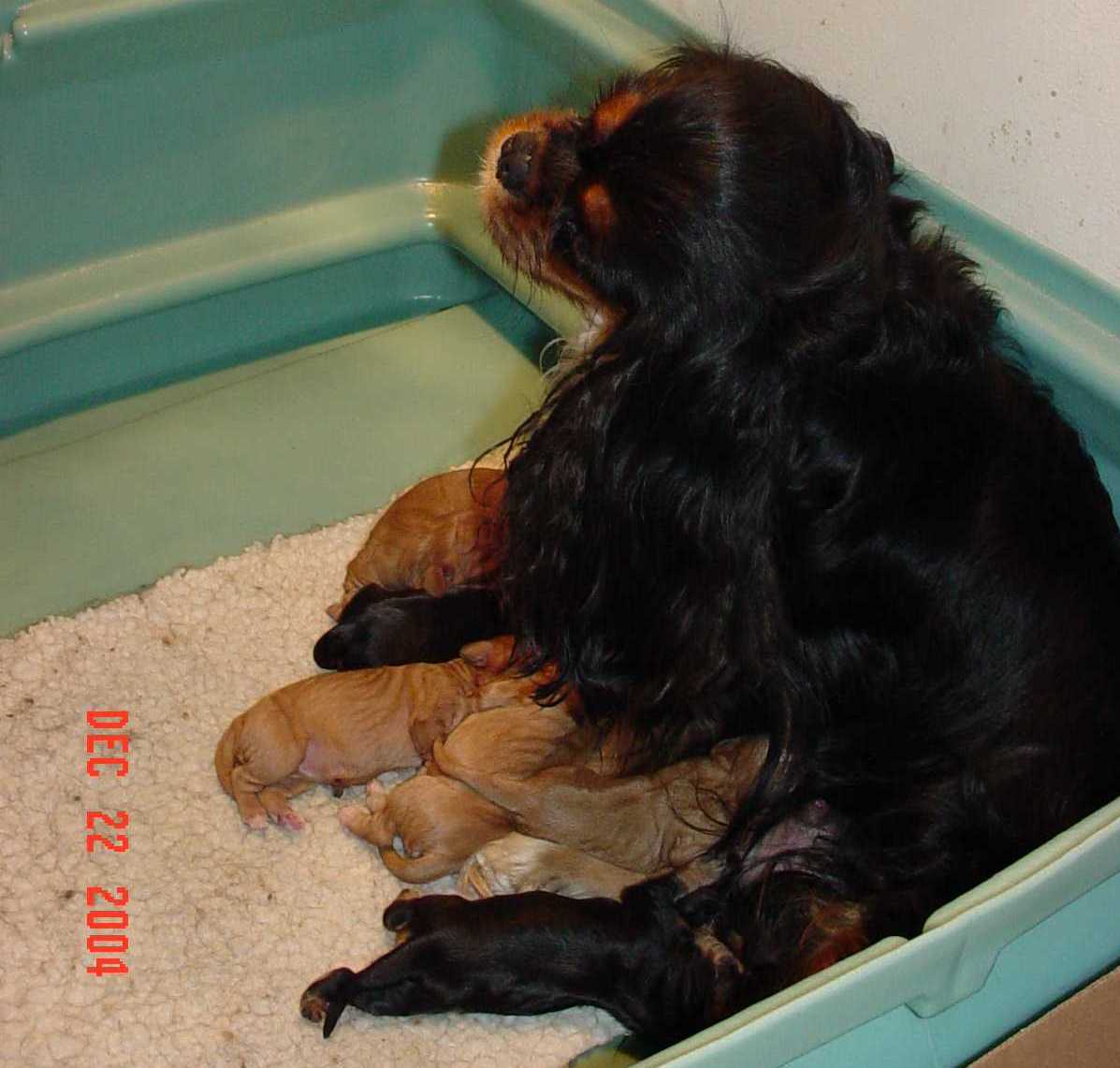 chasexdarbypuppiesRight