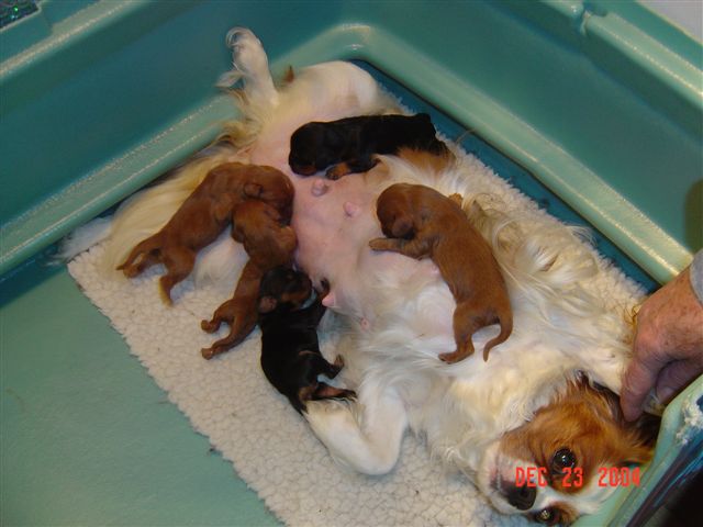 chasexsugahpuppiesRight