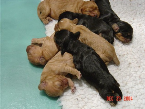 chasexdarbypuppiesRight