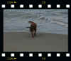 Beach.jpg (30463 bytes)