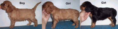 ChaseRistyPuppies