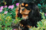 Chase 1 Year of Age