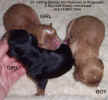 ChaseRistyPuppies