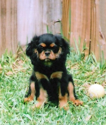 chasexsparklepuppies