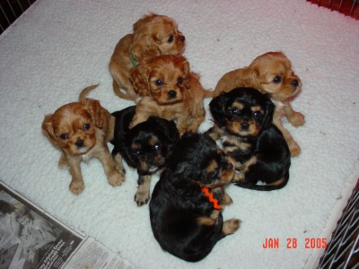chasexdarbypuppiesRight