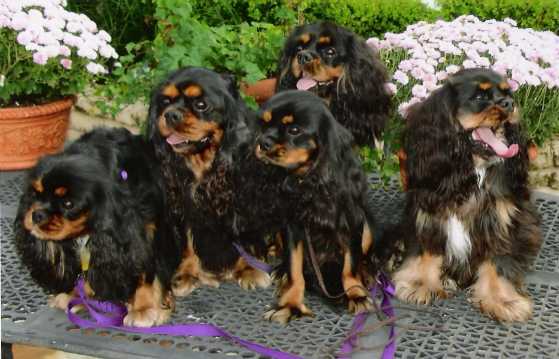 chasexdarbypuppiesRight