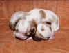 JazzWooPuppies2.jpg (116089 bytes)