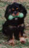 Kasey.jpg (8481 bytes)