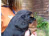 LeahPup4wk3.jpg (46984 bytes)