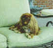 MoffattPuppy1.jpg (22220 bytes)