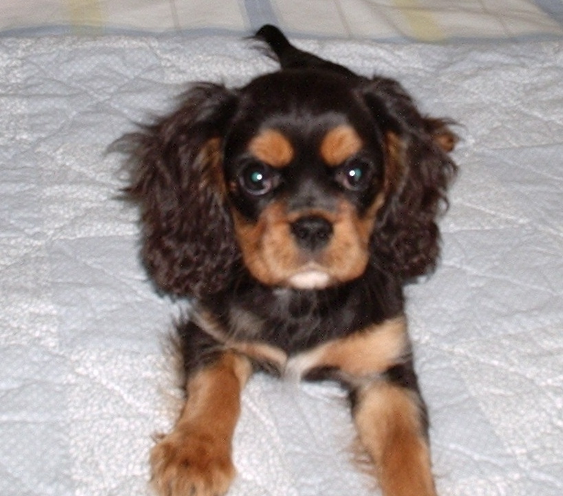 chasexsugahpuppiesRight