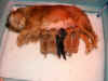 PrezxClarePuppies1.jpg (157490 bytes)