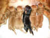 PrezxClarePuppies2.jpg (136733 bytes)