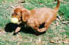 Retrieve.jpg (134646 bytes)