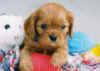 RubyBoy.jpg (81166 bytes)