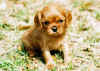 RubyGirl.jpg (111101 bytes)