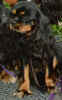 Sophie.jpg (16332 bytes)