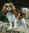 WooWoostanding.jpg (26506 bytes)