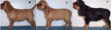 ChaseRistyPuppies