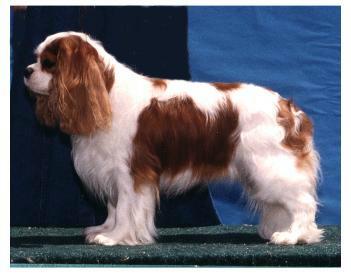 finleyxsugahpuppiesRight