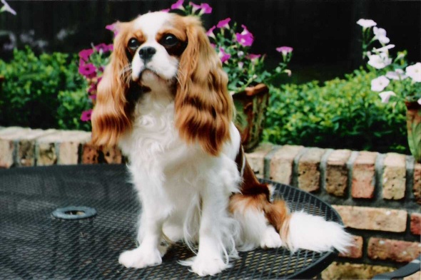 chasexsugahpuppiesRight