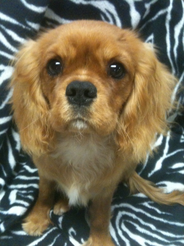 Tapfern Confederate Rose at Ringleader