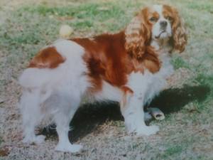 Ringleader Butter Me Up. Shelby