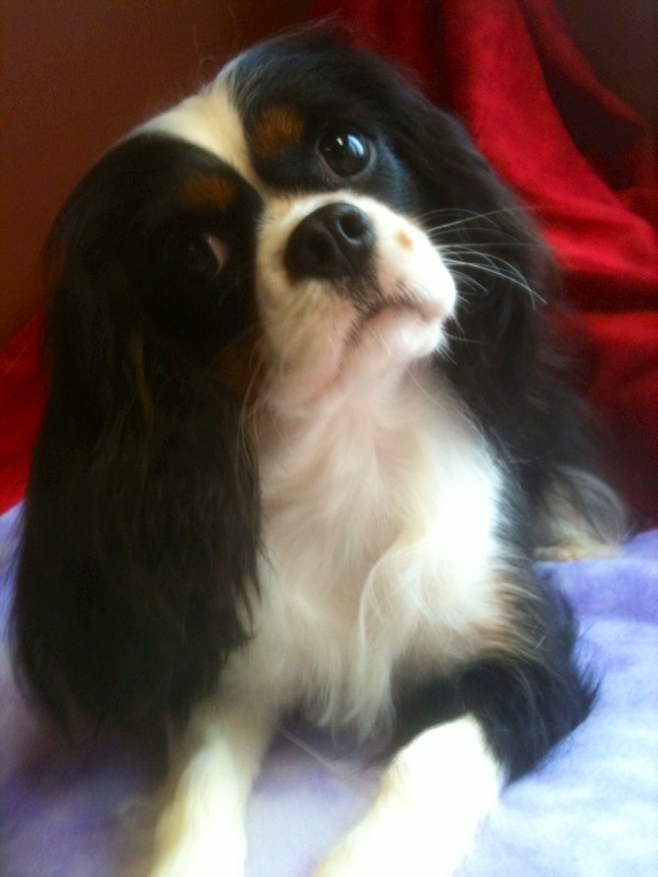 Pratt Ringleader T-Cake